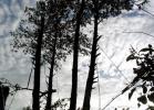 Страховка для альпинистов на соседних деревьях
